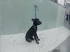 adoptable Dog in  named A2024197