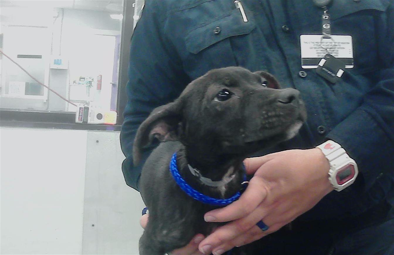adoptable Dog in Houston, TX named A2024198