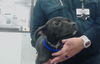 adoptable Dog in  named A2024198