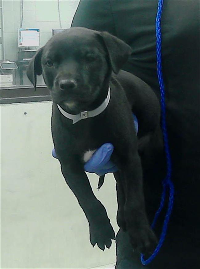 adoptable Dog in Houston, TX named A2024769
