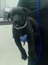 adoptable Dog in  named A2024769