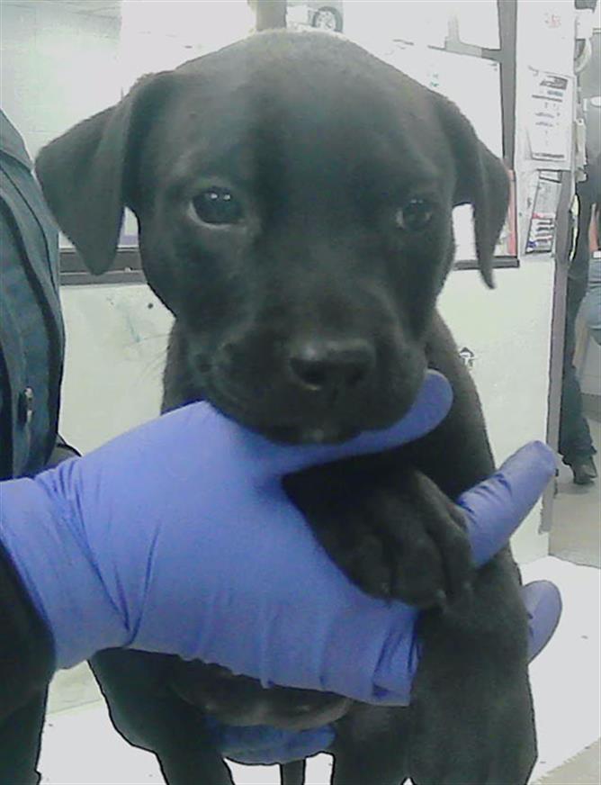 adoptable Dog in Houston, TX named A2024770