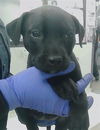 adoptable Dog in  named A2024770