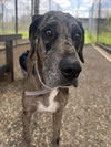 adoptable Dog in  named HARMONY