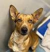 adoptable Dog in  named GORDO