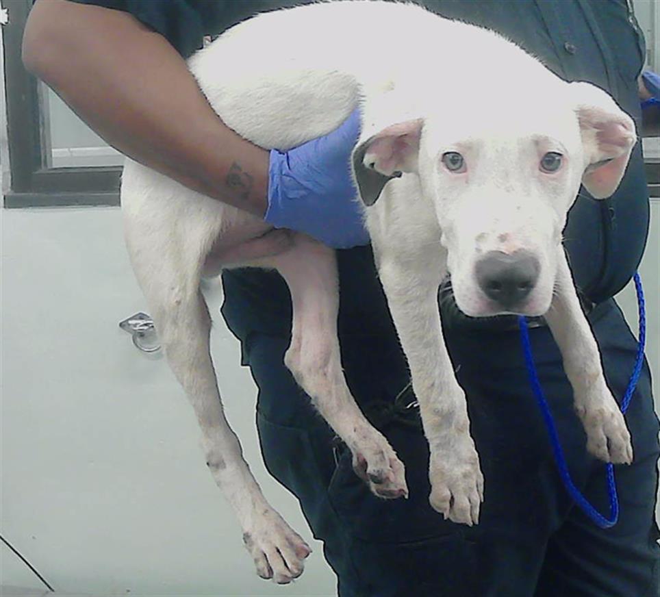adoptable Dog in Houston, TX named A2024798