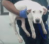 adoptable Dog in  named A2024798