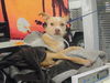 adoptable Dog in  named RILEY