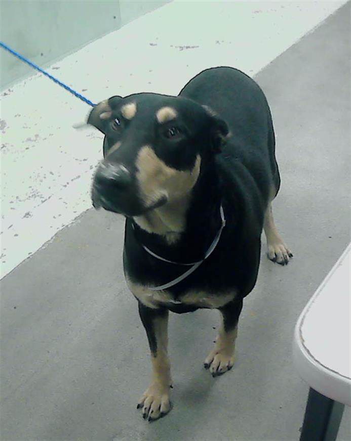 adoptable Dog in Houston, TX named JACKSON