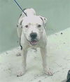 adoptable Dog in  named A2023165