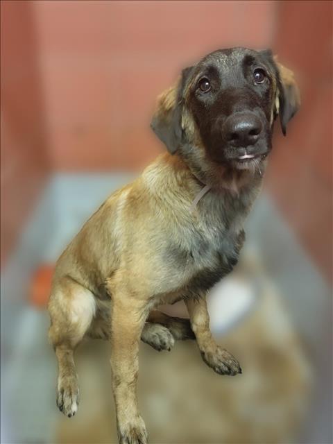 adoptable Dog in Houston, TX named JONSIE