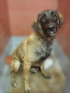 adoptable Dog in  named JONSIE