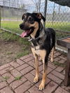 adoptable Dog in houston, TX named ASTRO