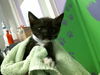 adoptable Cat in houston, TX named BELL PEPPER