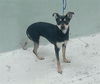 adoptable Dog in  named MILLY