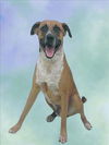 adoptable Dog in  named HAPPY