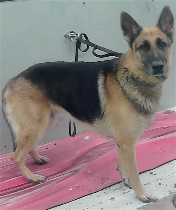 adoptable Dog in Houston, TX named RICO