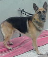adoptable Dog in  named RICO
