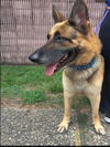 adoptable Dog in  named RICO