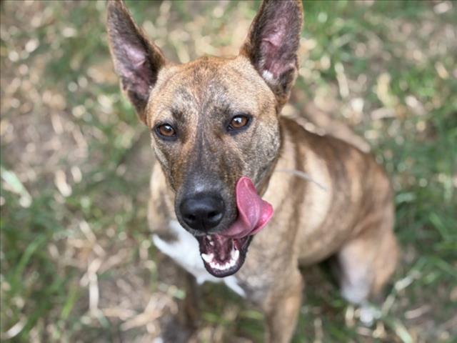 adoptable Dog in Houston, TX named JOSIE