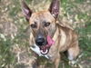 adoptable Dog in  named JOSIE