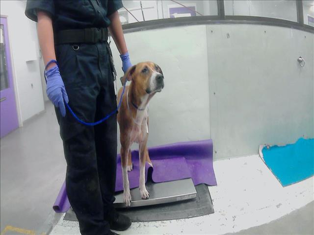 adoptable Dog in Houston, TX named COBAIN