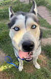 adoptable Dog in  named SULTAN
