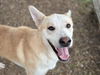 adoptable Dog in  named ALLEN
