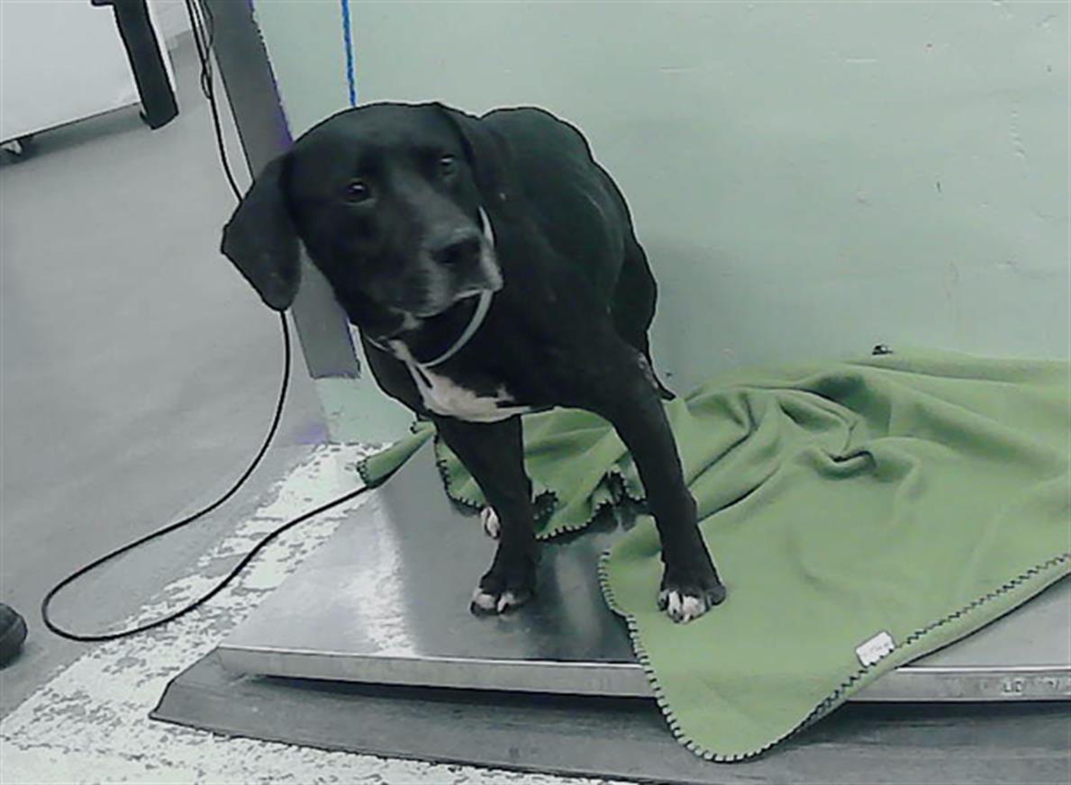 adoptable Dog in Houston, TX named LOKI