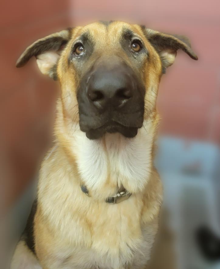 adoptable Dog in Houston, TX named TITAN