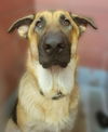 adoptable Dog in  named TITAN