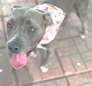 adoptable Dog in Houston, TX named GLORIA