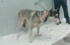 adoptable Dog in  named A2024187