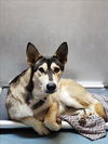 adoptable Dog in  named PINECONE