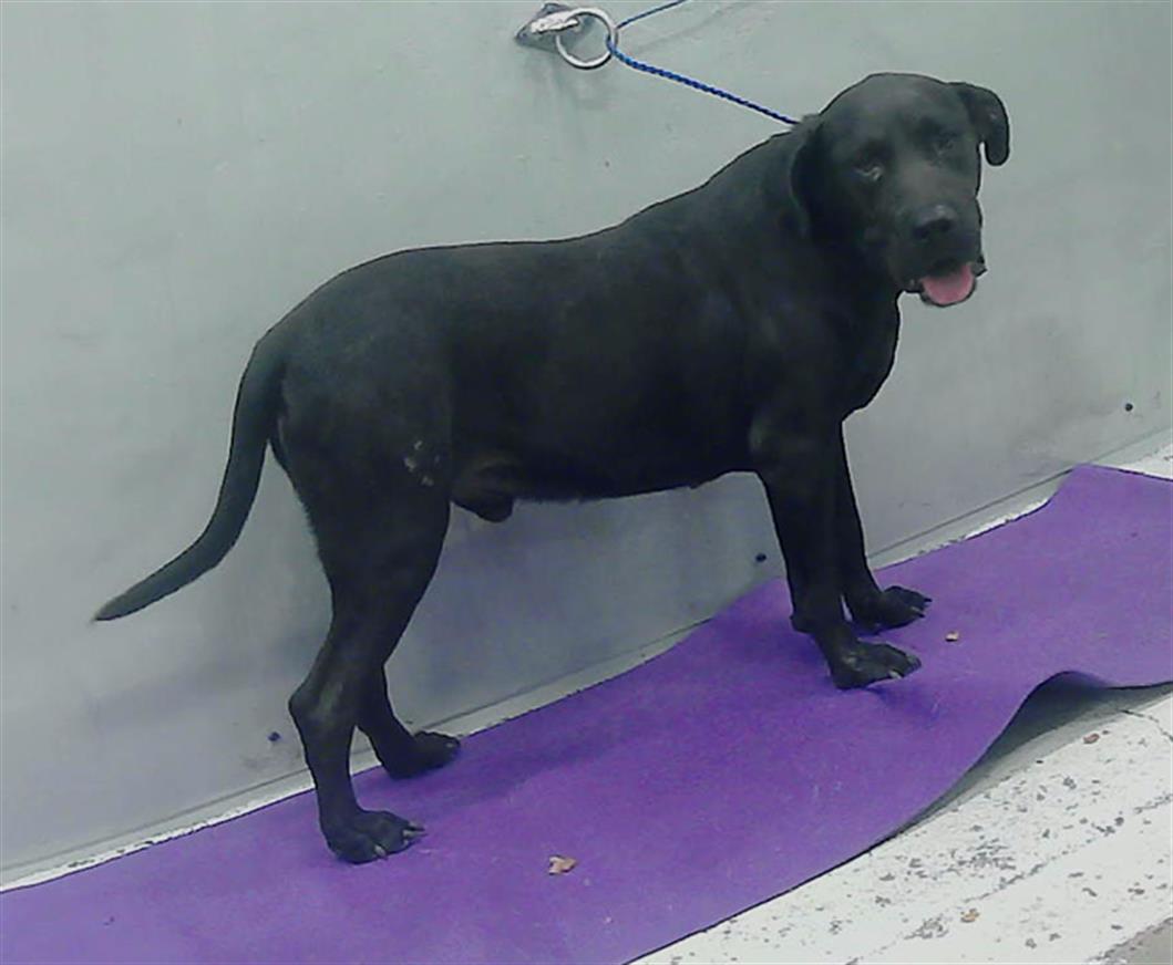 adoptable Dog in Houston, TX named OZZY