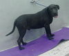 adoptable Dog in  named OZZY