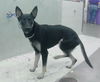 adoptable Dog in  named NERO