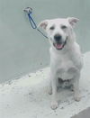 adoptable Dog in  named A2024965