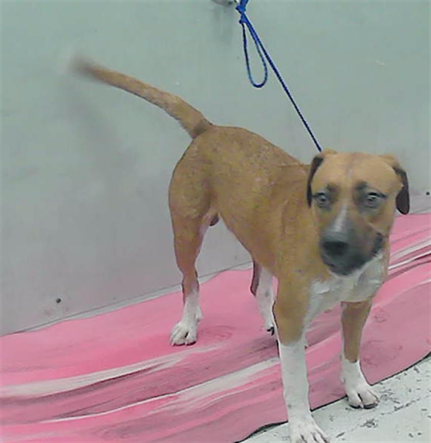 adoptable Dog in Houston, TX named SIPHO