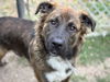 adoptable Dog in  named BEAR