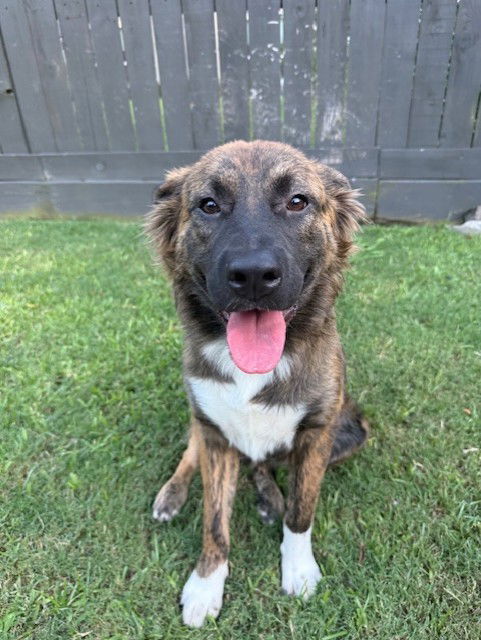 adoptable Dog in Houston, TX named BEAR