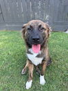 adoptable Dog in  named BEAR