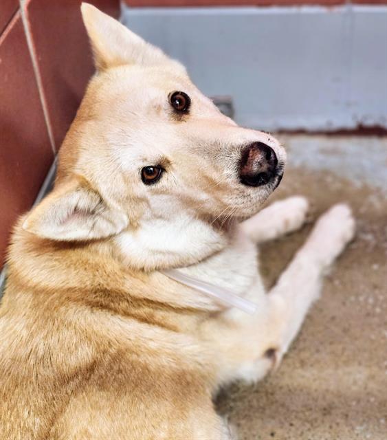 adoptable Dog in Houston, TX named ASHEN