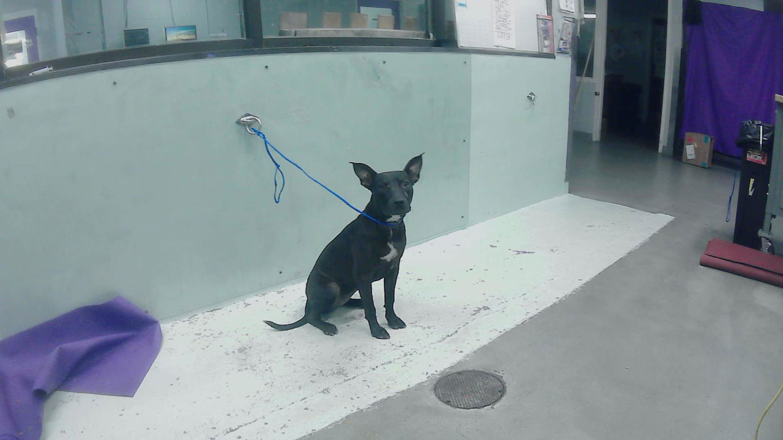 adoptable Dog in Houston, TX named RAMEN