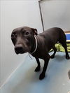 adoptable Dog in  named RAMEN
