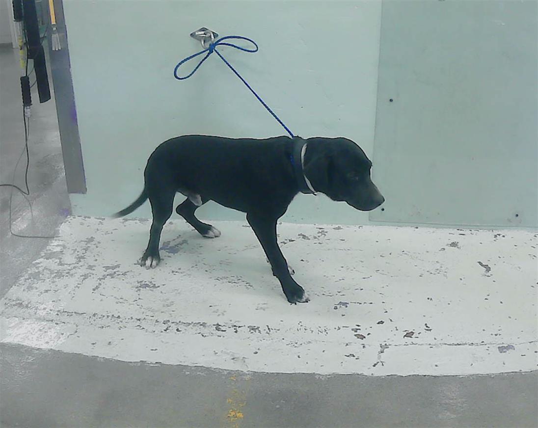 adoptable Dog in Houston, TX named NACHO