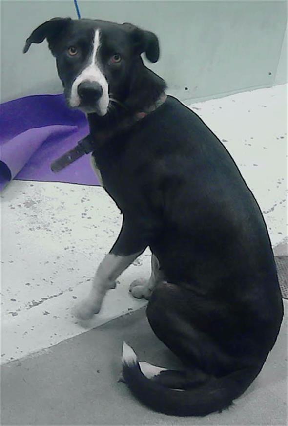 adoptable Dog in Houston, TX named CINA