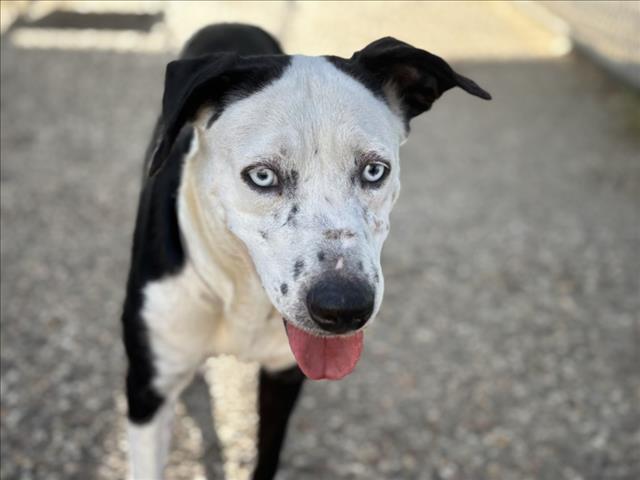 adoptable Dog in Houston, TX named JULIE