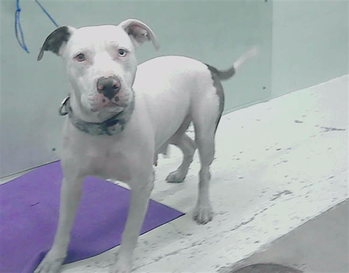 adoptable Dog in Houston, TX named GALE