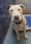 adoptable Dog in  named GALE